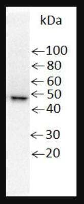 Western Blot: His Tag Antibody (AD1.1.10)Non-Recombinant Monoclonal [NB100-64768]