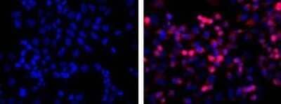 Immunocytochemistry/ Immunofluorescence: His Tag Antibody (HIS.H8) - Azide and BSA Free [NBP2-31055]