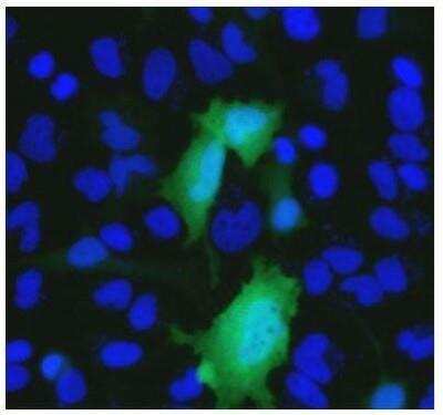 Immunocytochemistry/ Immunofluorescence: His Tag Antibody (HIS.H8) - Azide and BSA Free [NBP2-31055]