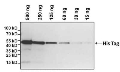 Western Blot: His Tag Antibody (HIS.H8)Azide and BSA Free [NBP2-31055]