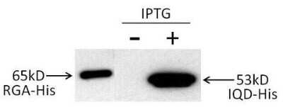 Western Blot: His Tag Antibody (HIS.H8)Azide and BSA Free [NBP2-31055]
