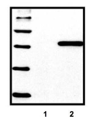 Western Blot: His Tag Antibody (HIS.H8)Azide and BSA Free [NBP2-31055]