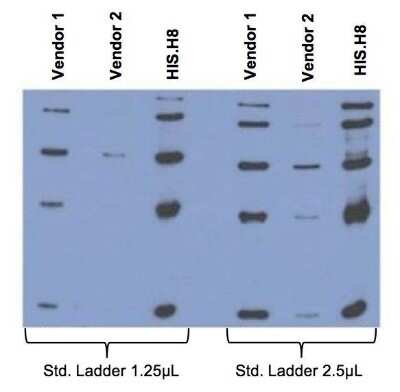 Western Blot: His Tag Antibody (HIS.H8)Azide and BSA Free [NBP2-31055]