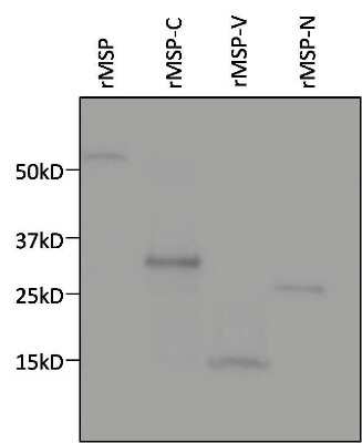 Western Blot: His Tag Antibody (HIS.H8)Azide and BSA Free [NBP2-31055]