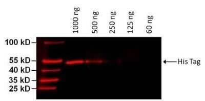 Western Blot: His Tag Antibody (HIS.H8)Azide and BSA Free [NBP2-31055]