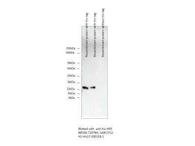 Western Blot: His Tag Antibody (His17) [NB100-72978]