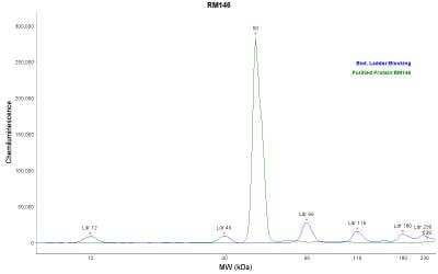 Simple Western: His Tag Antibody (RM146) [NBP2-61482]