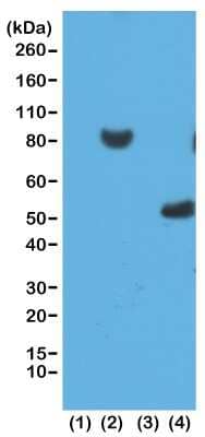 Western Blot: His Tag Antibody (RM146) [NBP2-61482]