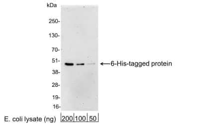 Western Blot: His Tag AntibodyBSA Free [NBP1-25939]