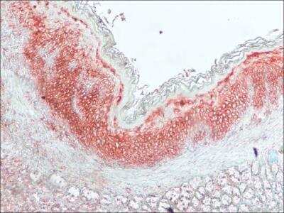 Immunocytochemistry: Histamine Antibody [NBP2-45266]