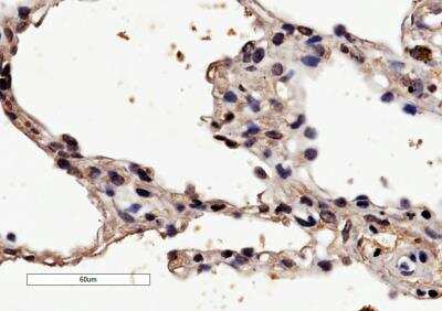 Immunohistochemistry-Paraffin: Histamine H1R Antibody [NBP1-06039]