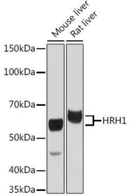 Western Blot: Histamine H1R AntibodyAzide and BSA Free [NBP3-15963]