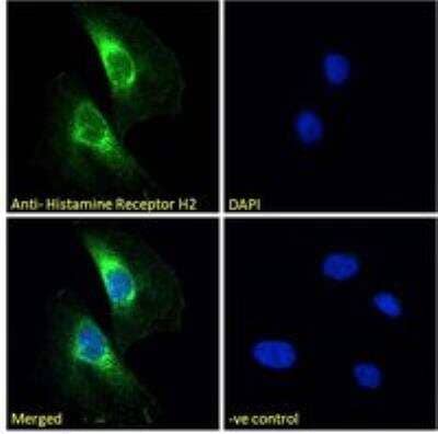 Immunocytochemistry/ Immunofluorescence: Histamine H2R Antibody [NB600-812]