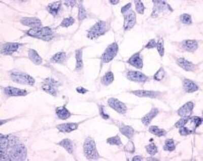 Immunocytochemistry/ Immunofluorescence: Histamine H3R Antibody - BSA Free [NLS476]