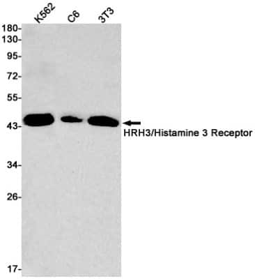 Western Blot: Histamine H3R Antibody (S04-3I4) [NBP3-14904]