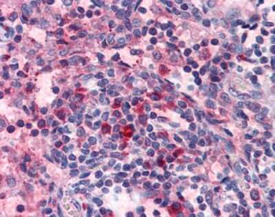 Immunohistochemistry-Paraffin: Histamine H4R Antibody - BSA Free [NLS1901]