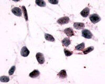 Immunohistochemistry-Paraffin: Histamine H4R Antibody - BSA Free [NLS3785]