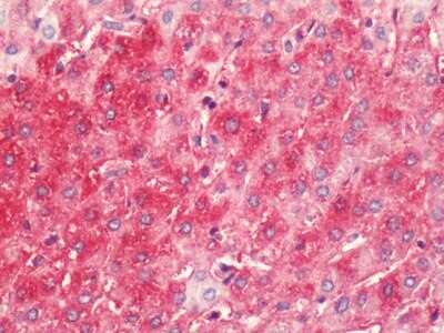 Immunohistochemistry-Paraffin: Histamine H4R Antibody - BSA Free [NLS3785]