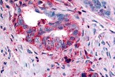 Immunohistochemistry-Paraffin: Histamine H4R Antibody - BSA Free [NLS3775]