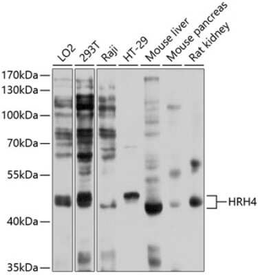 Western Blot: Histamine H4R AntibodyBSA Free [NBP3-03549]