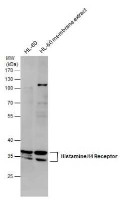 Western Blot: Histamine H4R Antibody [NBP3-12904]