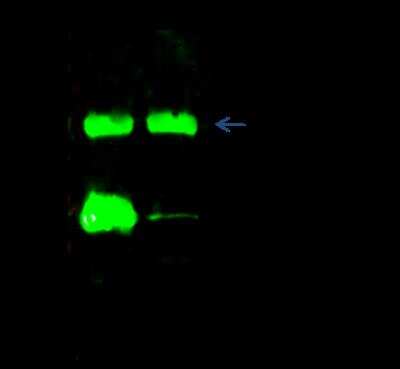Immunoprecipitation: Histamine N-Methyltransferase/HNMT Antibody (034) [NBP2-90171]