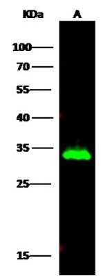 Western Blot: Histamine N-Methyltransferase/HNMT Antibody (034) [NBP2-90171]