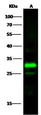 ELISA: Histamine N-Methyltransferase/HNMT Antibody [NBP3-00069]