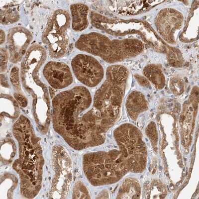 Immunohistochemistry-Paraffin: Histamine N-Methyltransferase/HNMT Antibody [NBP1-89495]