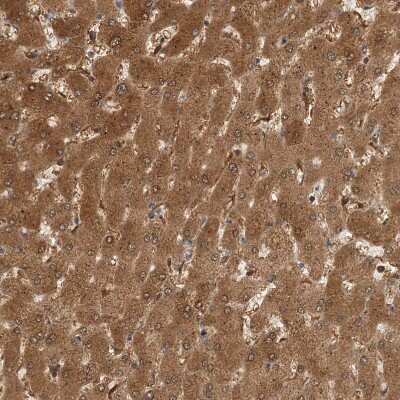 Immunohistochemistry-Paraffin: Histamine N-Methyltransferase/HNMT Antibody [NBP1-89495]