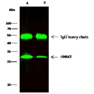 Immunoprecipitation: Histamine N-Methyltransferase/HNMT Antibody [NBP3-00070]