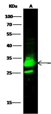 Western Blot: Histamine N-Methyltransferase/HNMT Antibody [NBP3-00070]