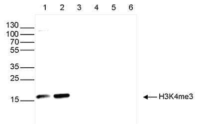 Western Blot: Histone H3 [Trimethyl Lys4] Antibody [NBP2-54610]