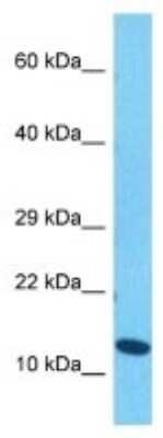 Western Blot: Histone 3 H2a Antibody [NBP3-10092]