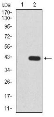 Western Blot: Histone Deacetylase 2/HDAC2 Antibody (4C10C3)BSA Free [NBP2-52479]