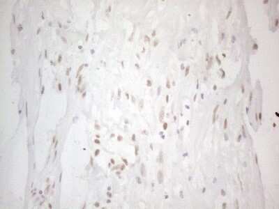 Immunohistochemistry: Histone Deacetylase 2/HDAC2 Antibody (OTI7E10) [NBP2-45949]