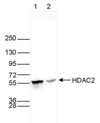 Western Blot: Histone Deacetylase 2/HDAC2 Antibody (C.15200201) [NBP2-59269]