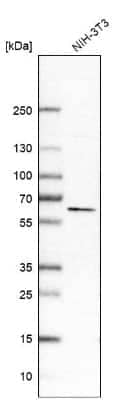 Western Blot: Histone Deacetylase 2/HDAC2 Antibody [NBP1-87109]