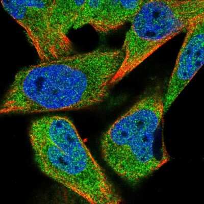 Immunocytochemistry/ Immunofluorescence: Histone Deacetylase 4/HDAC4 Antibody [NBP2-58297]