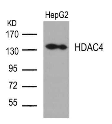 Western Blot: Histone Deacetylase 4/HDAC4 Antibody [NBP2-03981]