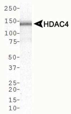Western Blot: Histone Deacetylase 4/HDAC4 AntibodyBSA Free [NBP2-22151]