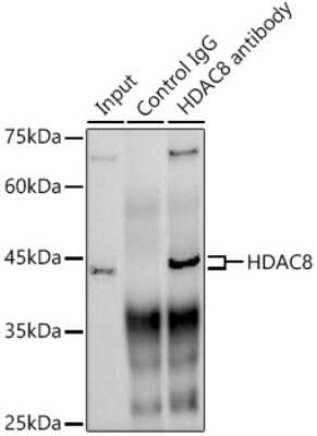 Immunoprecipitation: Histone Deacetylase 8/HDAC8 Antibody (1O2Y5) [NBP3-16713]