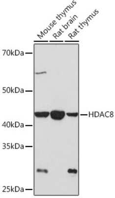 Western Blot: Histone Deacetylase 8/HDAC8 Antibody (1O2Y5) [NBP3-16713]