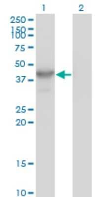 Western Blot: Histone Deacetylase 8/HDAC8 Antibody (2F4) [H00055869-M01]