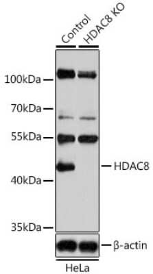 Knockout Validated: Histone Deacetylase 8/HDAC8 Antibody - BSA Free [NBP3-03473]