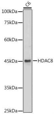 Western Blot: Histone Deacetylase 8/HDAC8 AntibodyBSA Free [NBP3-03473]