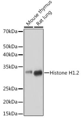 Western Blot: Histone H1.2 Antibody (9T9Q7) [NBP3-15291]