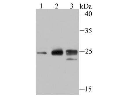 Western Blot: Histone H1.2 Antibody (JU43-48) [NBP2-75932]