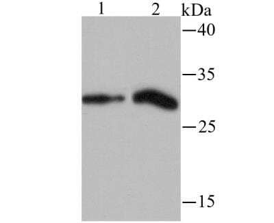 Western Blot: Histone H1.2 Antibody (JU43-48) [NBP2-75932]