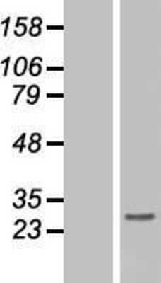 Western Blot: Histone H1.3 Overexpression Lysate [NBL1-11554]